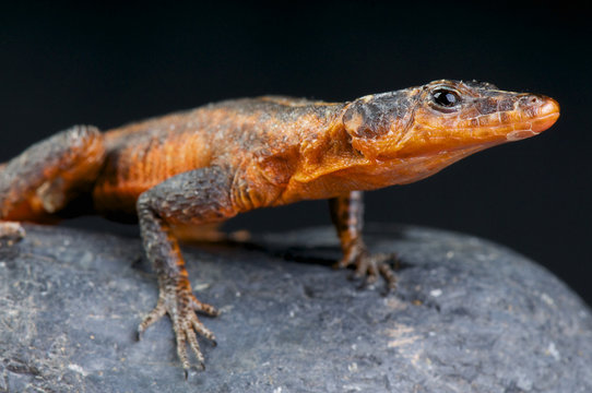 Red Flat Lizard / Platysaurus jansoni