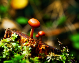 mushroom