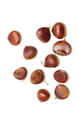 chestnut
