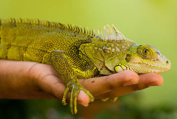 Naklejka premium hand holding a green iguana.