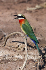 White Fronted Bee-Eater in Chobe National Park in Botswana