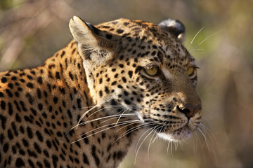 An adult female Leopard (Panthera pardus) Botswana