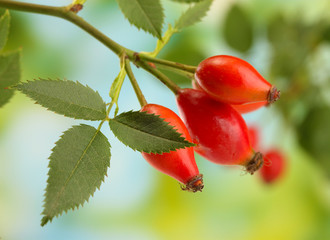 ripe hip roses on branch with leaves, on green background