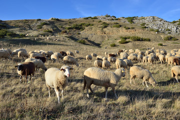 Sheep on the Bistra mountain in summer