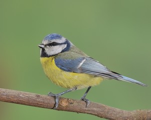 Naklejka premium Herrerillo común,cyanistes caeruleus