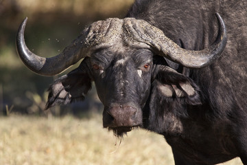 Buffalo - Okavango Delta - Botswana