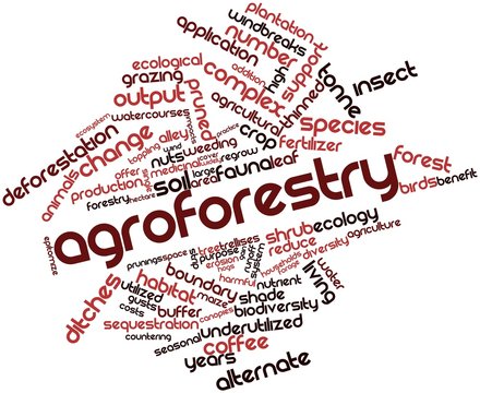 Word Cloud For Agroforestry