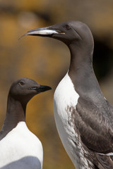 Fototapeta premium Guillemot - Scotland