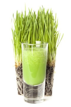 Green Organic Wheat Grass Shot
