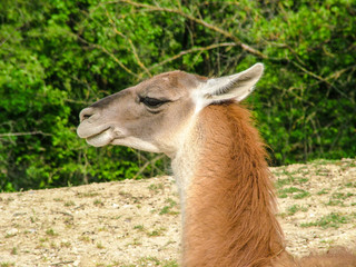 Lama