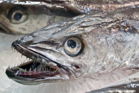 teeth fish Wuhan corona virus  seafood market pneumonia virus COVID 19