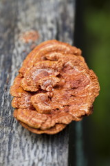 glossy ganoderma( Ganoderma lucidum)