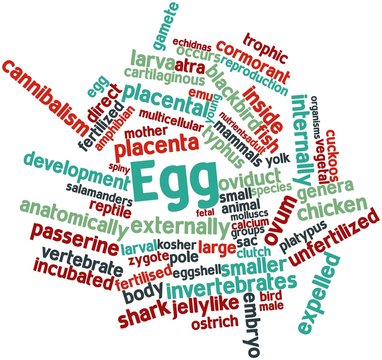 Word cloud for Egg