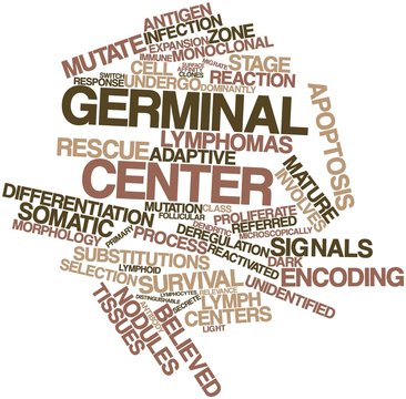 Word cloud for Germinal center