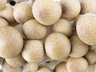 Japanese Shimeji mushroom isolated on white background