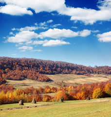 Fototapeta premium autumn