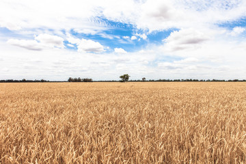 Blue Skies over wheatfield.