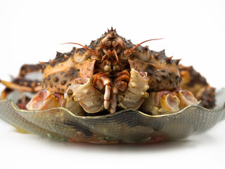 unboiled king crab on a plate isolated on white background