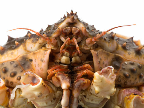 unboiled king crab isolated on white background