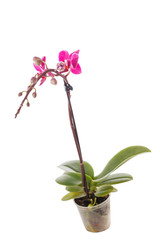 Naklejka na ściany i meble kwiat orchidei