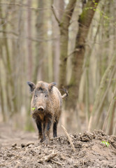Wild boar in forest