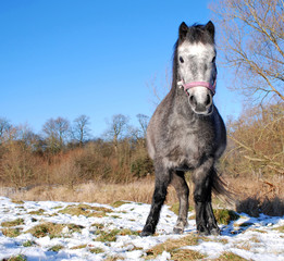 Grey Pony In Winter Sunshine And Snow