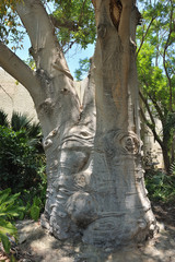 Fototapeta na wymiar Baobab tree