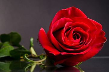 Red rose