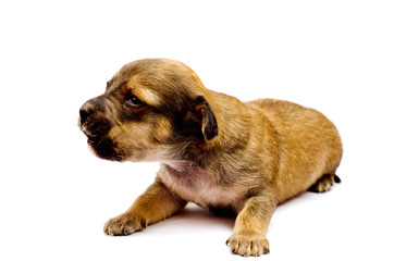 Dachshund puppy on white background