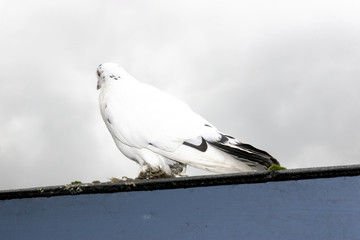 lone white dove on roof