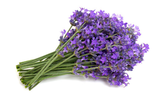 Fototapeta bunch of lavender isolated on white background