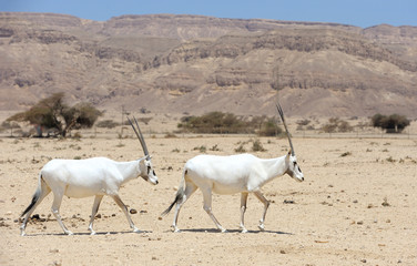 Oryx