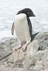 Adelie penguin standing on a rock.