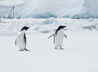 Photo sur Plexiglas Pingouin Paire de manchots Adélie sur une banquise.