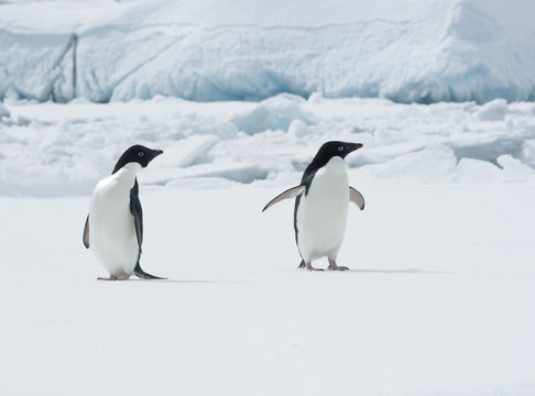 Pair Of Adelie Penguins On An Ice Floe.