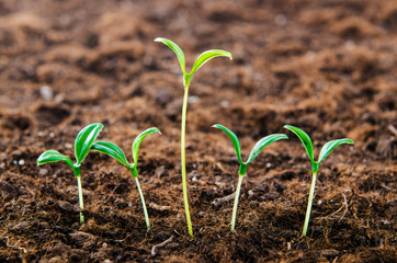 Green seedlings in new life concept