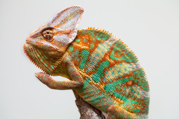 Yemen chameleon - 47484191