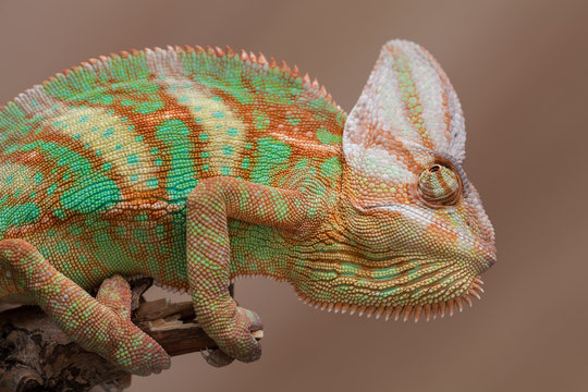 Yemen chameleon