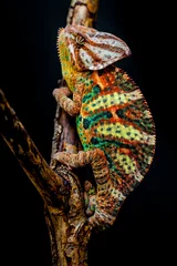 Fotobehang Kameleon Jemen kameleon