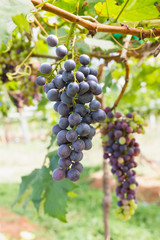 Red Grapes on the vine