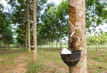 Obraz premium Tapping latex from Rubber tree