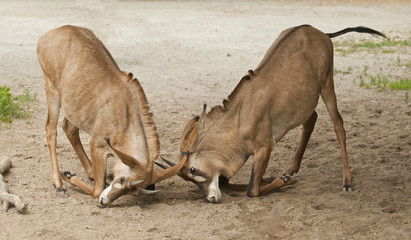 Roan antelope