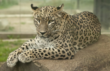 Leopard