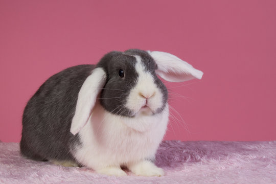 Mini-lop rabbit with pink background