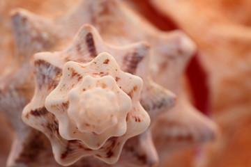 A perfect close up of an amazing shell
