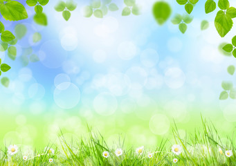 Fototapeta na wymiar Łąka wiosną z zielonymi liśćmi