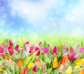 Foto auf Acrylglas Tulpe  Beautiful tulips field