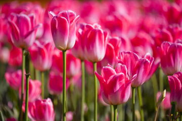 tulipani nel parco,fiori rosa