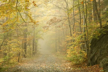 Foto op Plexiglas Herfst beukenbos in de mist © Aniszewski