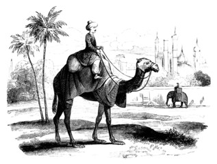 1001 Nights - Camel Rider